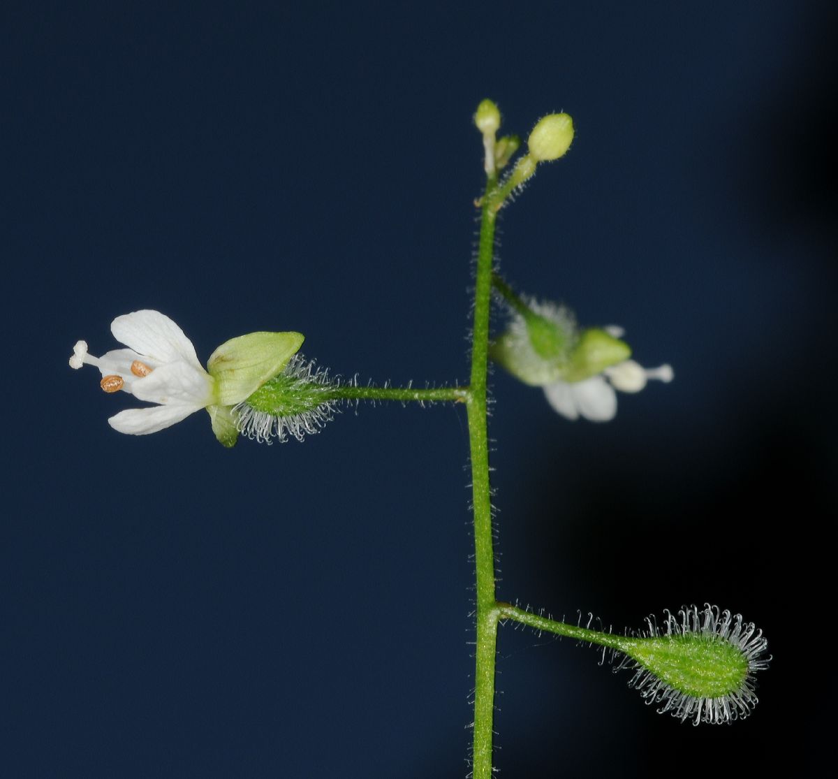 Onagraceae Circaea alpina