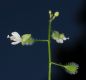 image of Circaea alpina