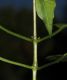 image of Circaea alpina