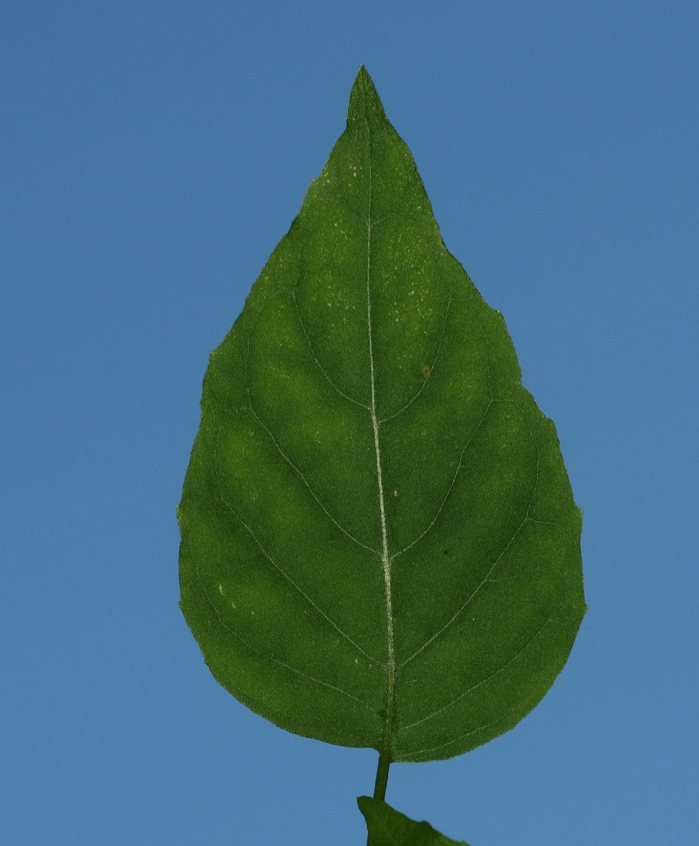 Onagraceae Circaea alpina