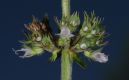 image of Thymus vulgaris