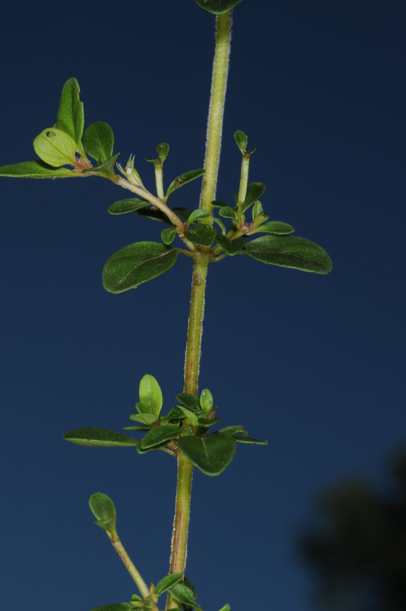 Lamiaceae Thymus vulgaris