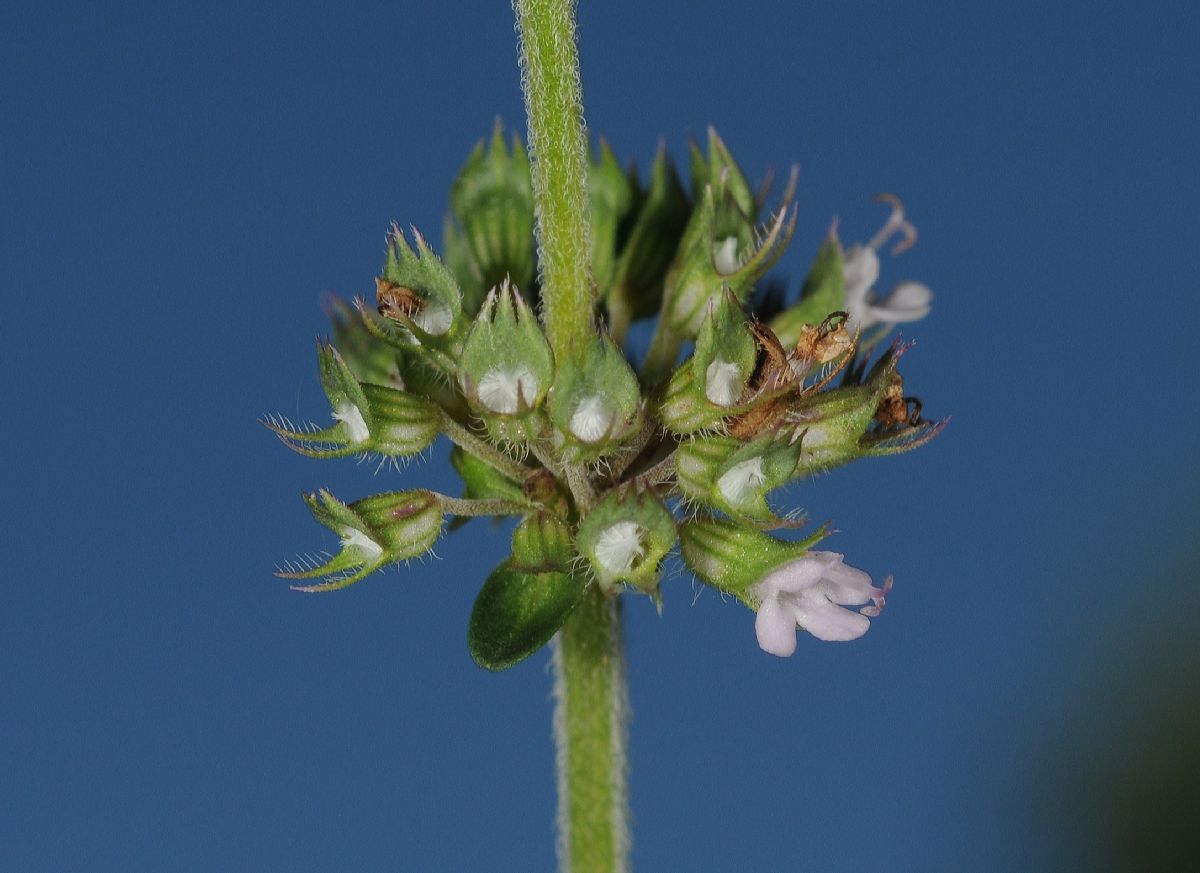 Lamiaceae Thymus vulgaris
