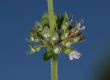 image of Thymus vulgaris