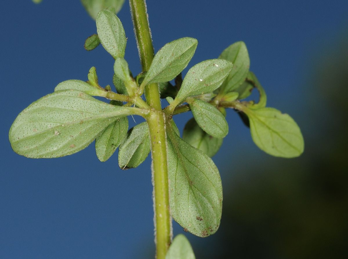 Lamiaceae Thymus vulgaris