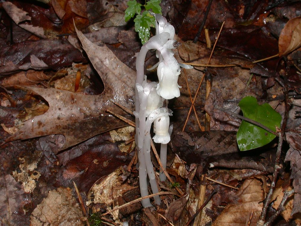Ericaceae Monotropa uniflora