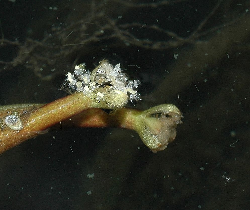 Hydrocharitaceae Vallisneria americana