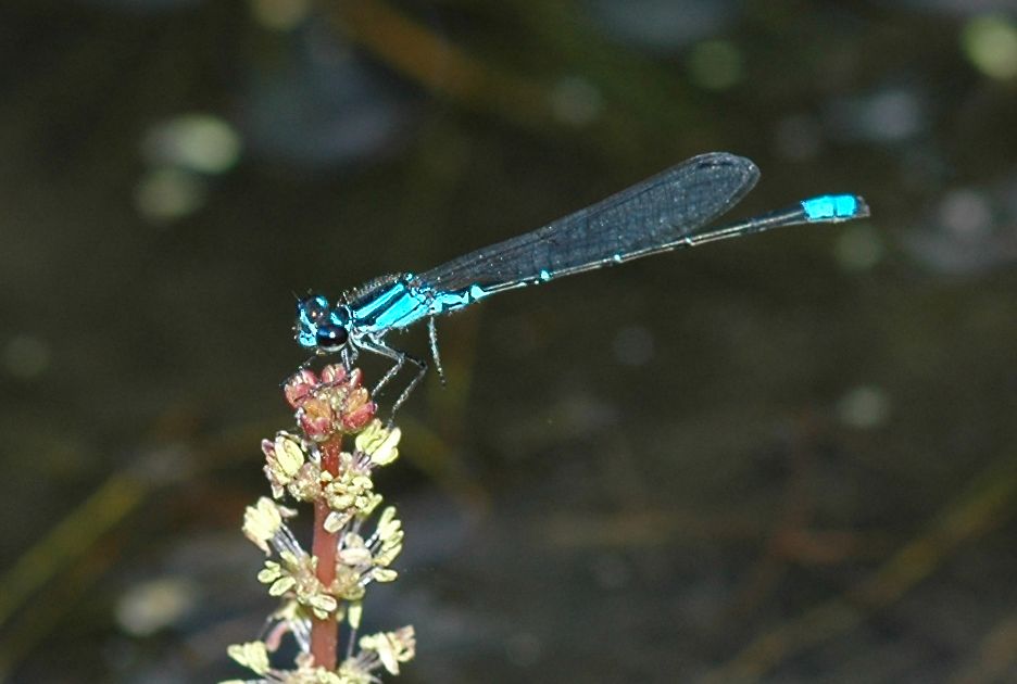 Coenagrionidae Enallagma 