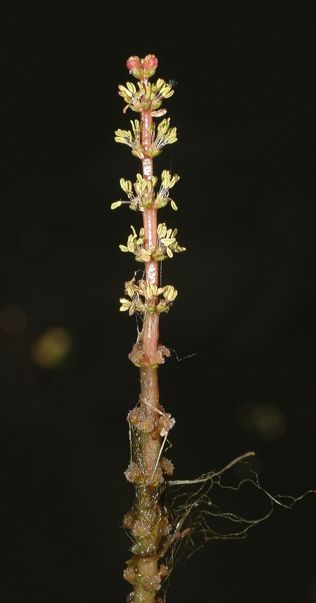 Haloragaceae Myriophyllum spicatum