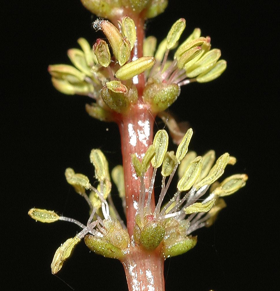 Haloragaceae Myriophyllum spicatum