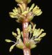 image of Myriophyllum spicatum