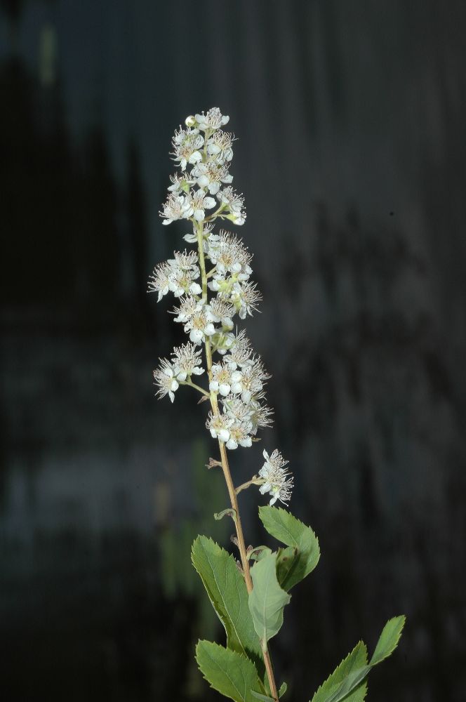 Rosaceae Spiraea alba