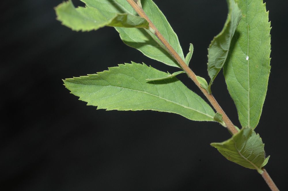 Rosaceae Spiraea alba
