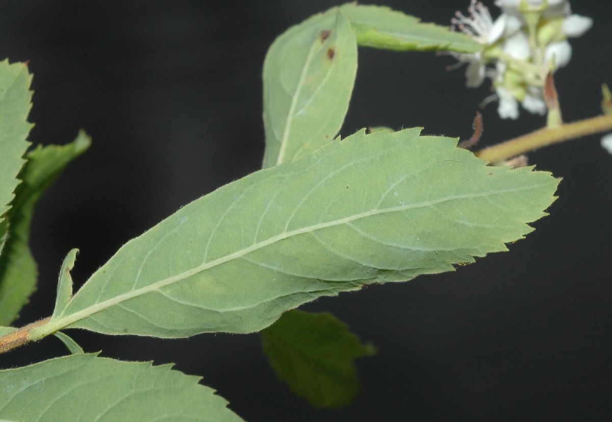 Rosaceae Spiraea alba