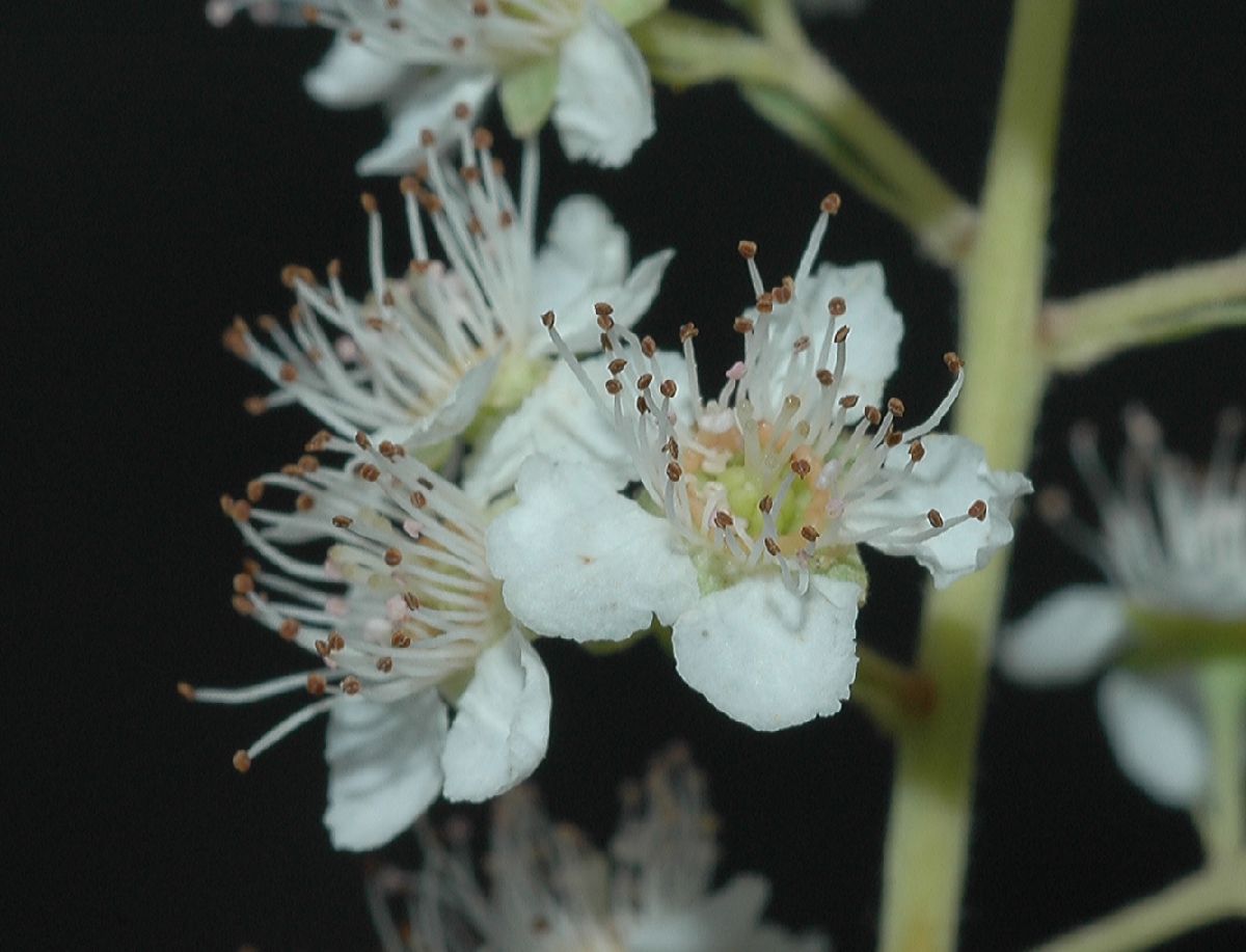 Rosaceae Spiraea alba