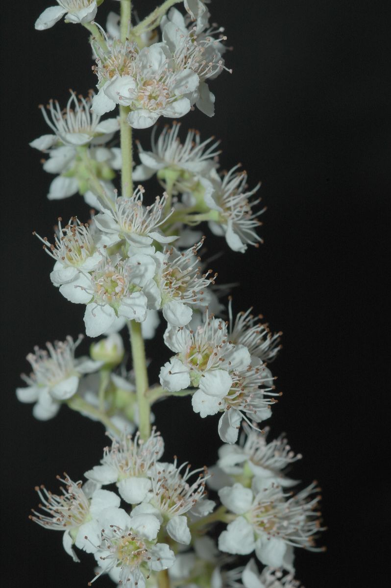 Rosaceae Spiraea alba