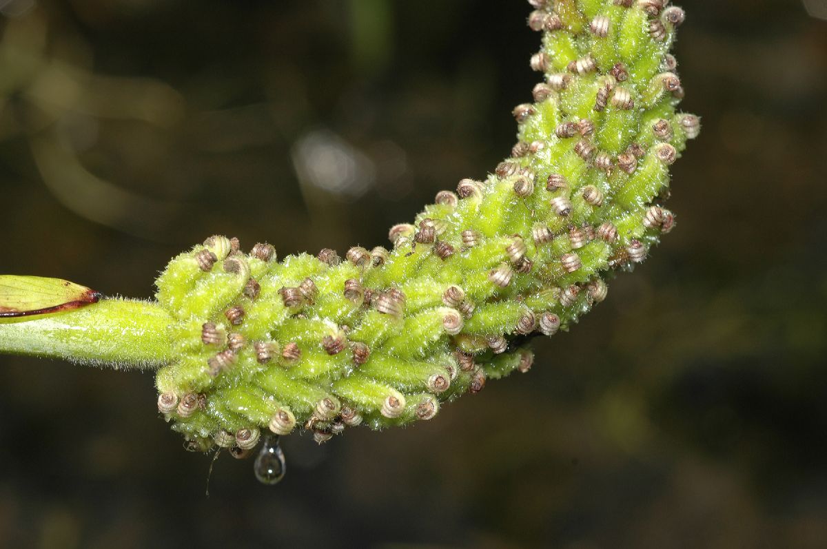 Pontederiaceae Pontederia cordata