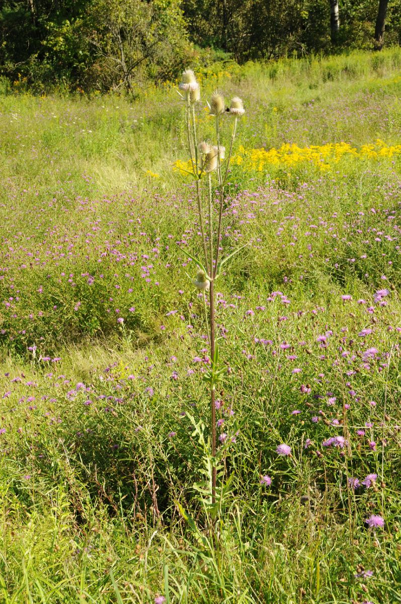 Dipsacaceae Dipsacus laciniatus