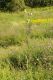 image of Dipsacus laciniatus
