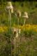 image of Dipsacus laciniatus