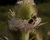 image of Dipsacus laciniatus