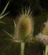 image of Dipsacus laciniatus