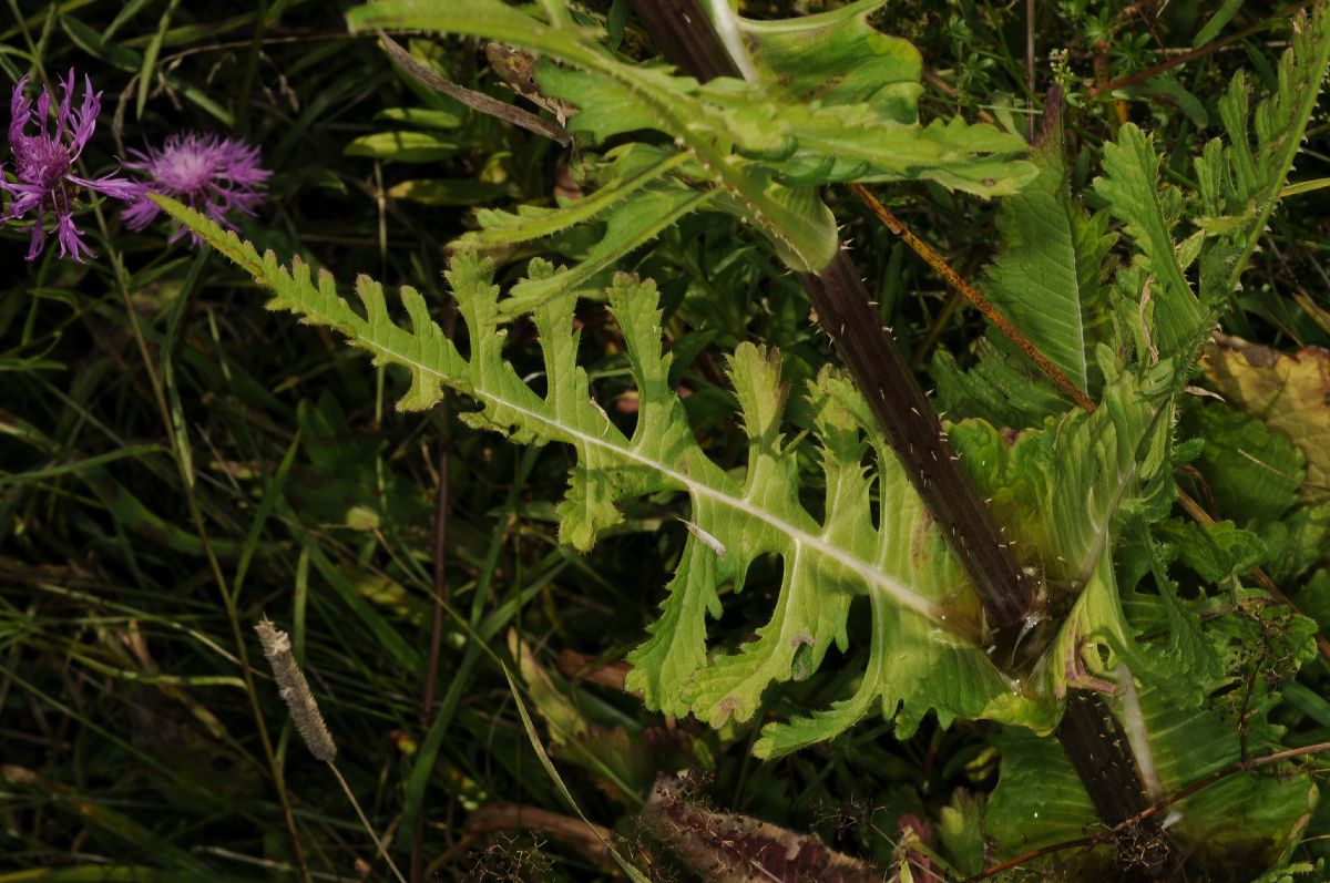 Dipsacaceae Dipsacus laciniatus