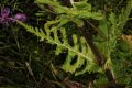 image of Dipsacus laciniatus