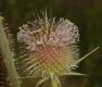 image of Dipsacus laciniatus
