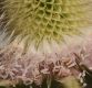 image of Dipsacus laciniatus