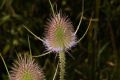 image of Dipsacus fullonum