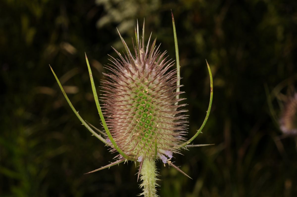 Dipsacaceae Dipsacus fullonum
