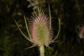 image of Dipsacus fullonum