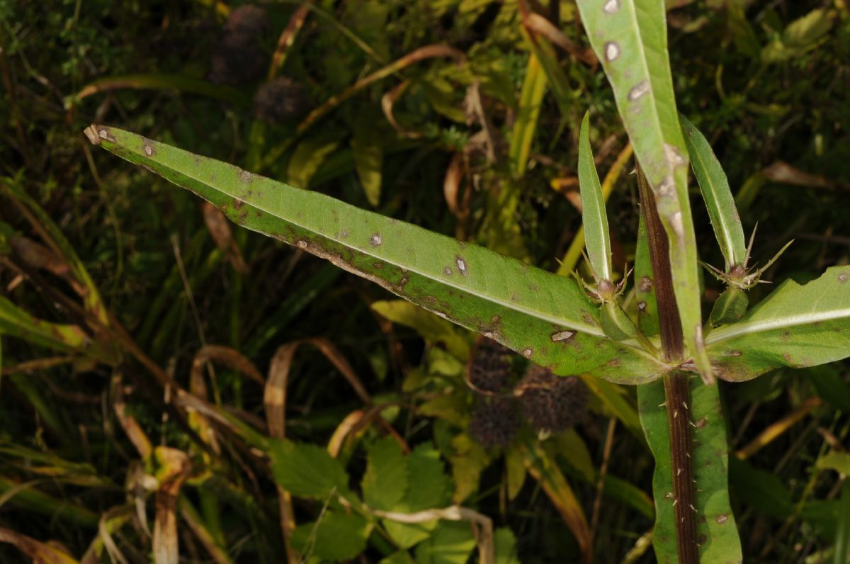 Dipsacaceae Dipsacus fullonum