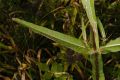 image of Dipsacus fullonum