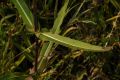 image of Dipsacus fullonum