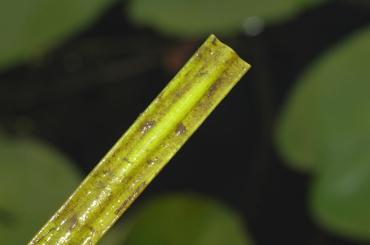 Nymphaeaceae Nuphar variegata