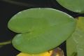image of Nuphar variegata