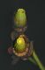 image of Nuphar variegata