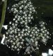 image of Vallisneria americana