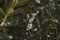 image of Myriophyllum spicatum
