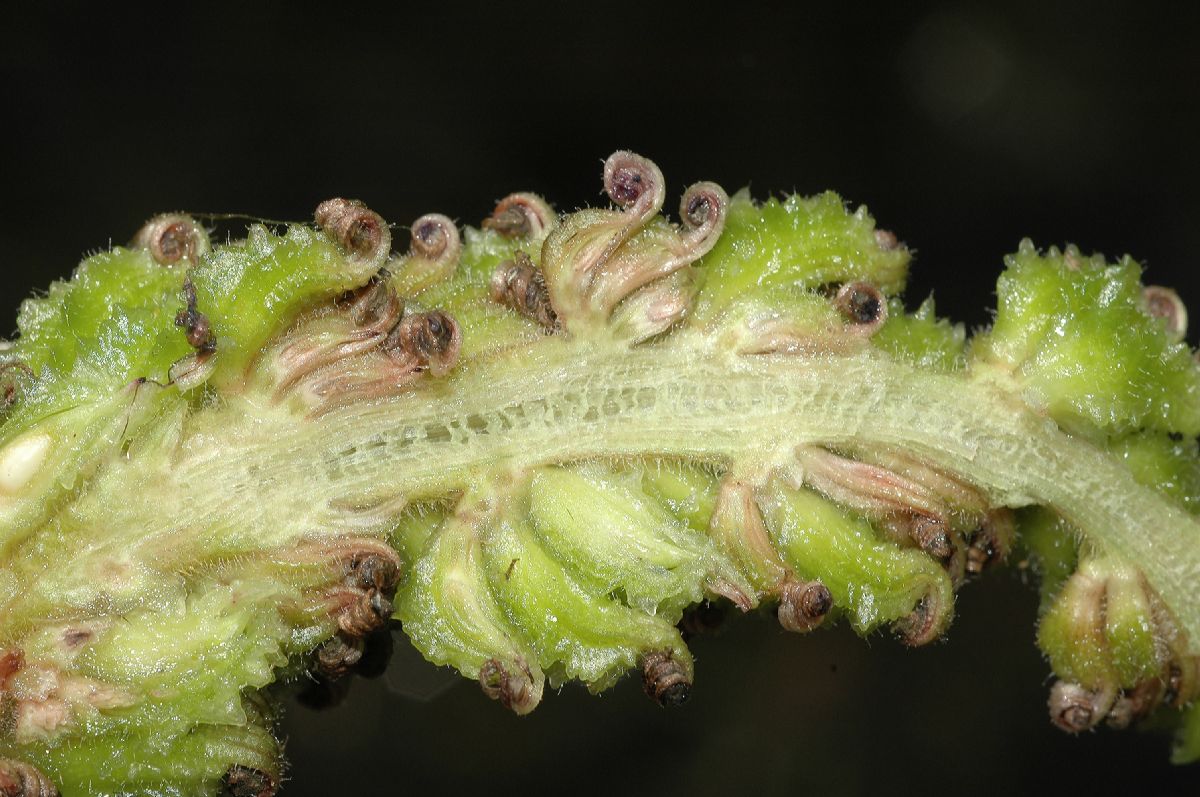 Pontederiaceae Pontederia cordata