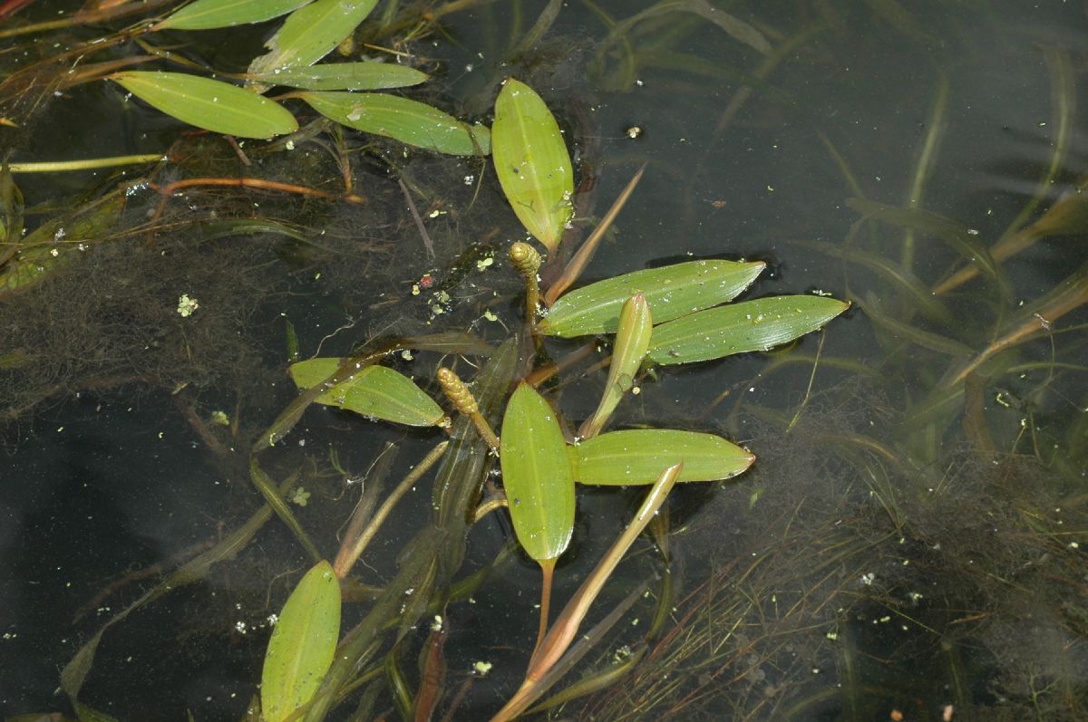 Potamogetonaceae Potamogeton 