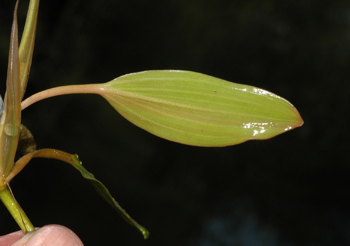 Potamogetonaceae Potamogeton 