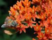 image of Apis mellifera