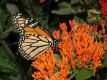 image of Danaus plexippus
