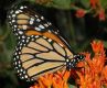 image of Danaus plexippus