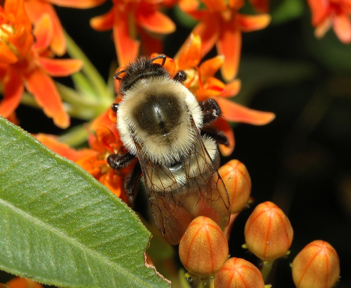 Apidae Bombus 