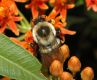 image of Bombus 