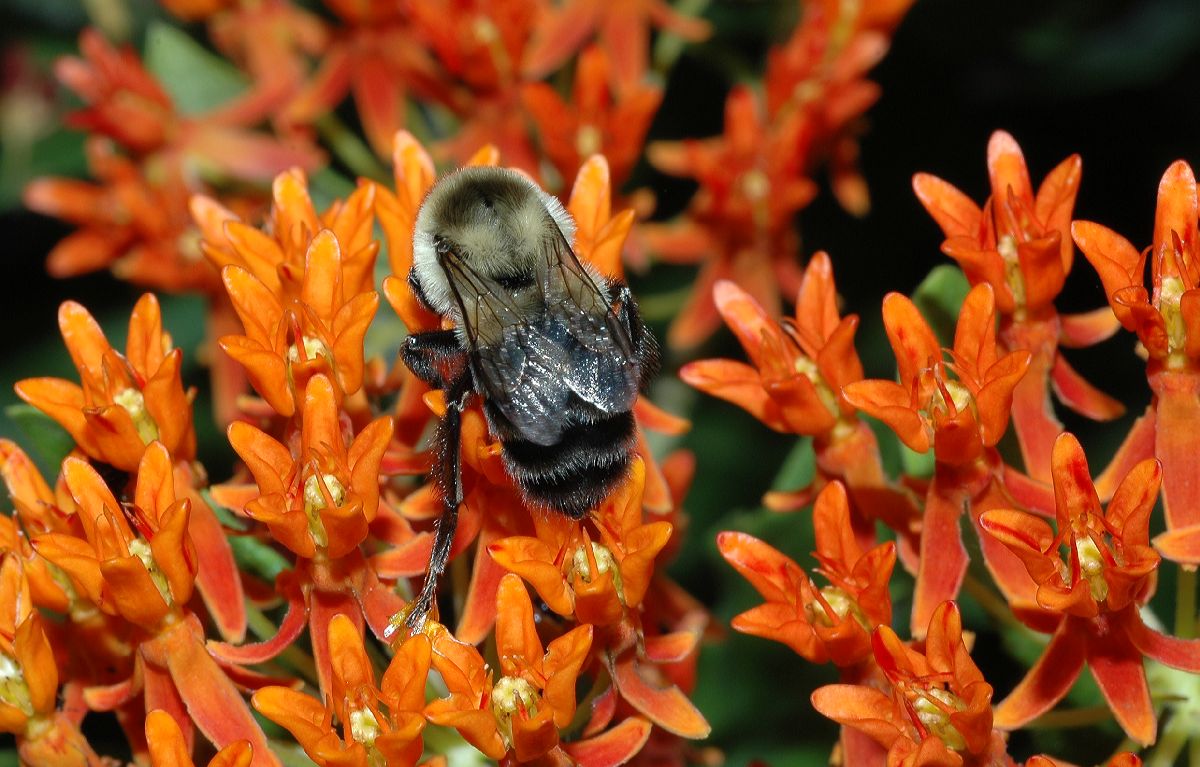 Apidae Bombus 